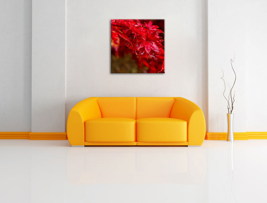 Roter Ahorn im Sonnenlicht Leinwandbild Quadratisch über Sofa