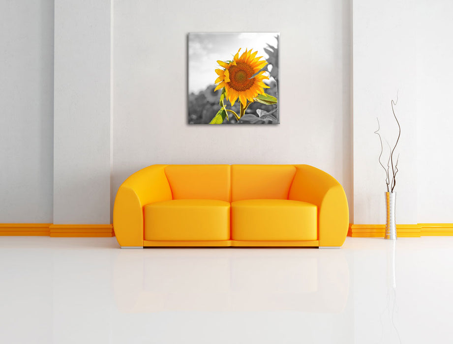 Nahaufnahme einer Sonnenblume Leinwandbild Quadratisch über Sofa