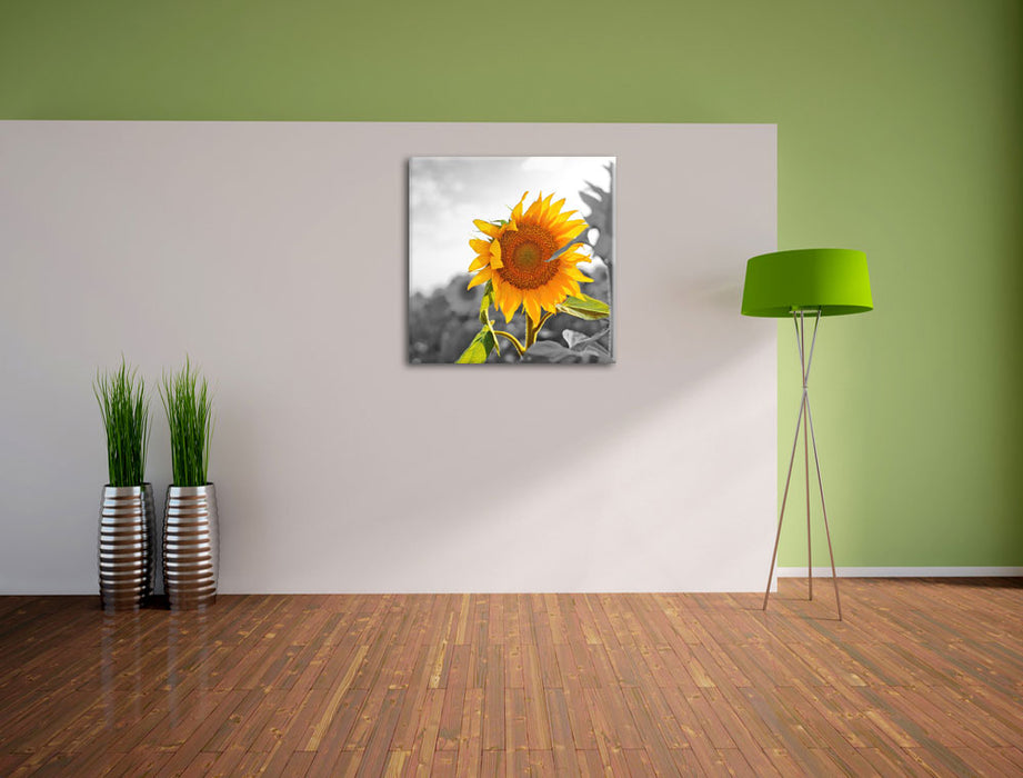 Nahaufnahme einer Sonnenblume Leinwand Quadratisch im Flur