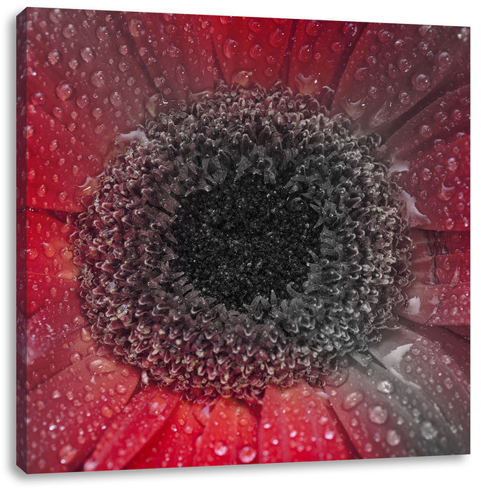 Rote Gerbera mit Wassertropfen Leinwandbild Quadratisch