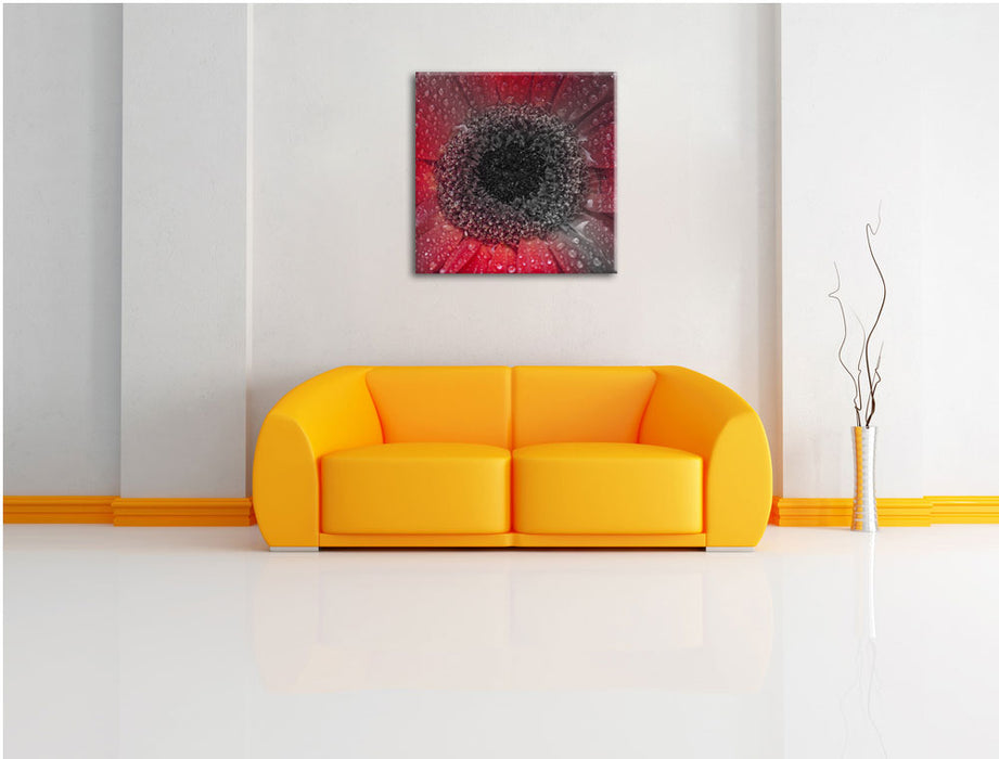 Rote Gerbera mit Wassertropfen Leinwandbild Quadratisch über Sofa
