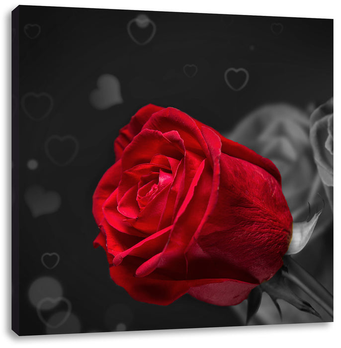 rote Rosen zum Valentinstag Leinwandbild Quadratisch