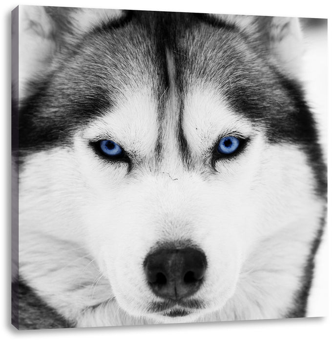 Husky mit blauen Augen Leinwandbild Quadratisch