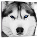 Husky mit blauen Augen Leinwandbild Quadratisch