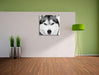 Husky mit blauen Augen Leinwand Quadratisch im Flur