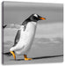 watschelnder Pinguin am Strand Leinwandbild Quadratisch