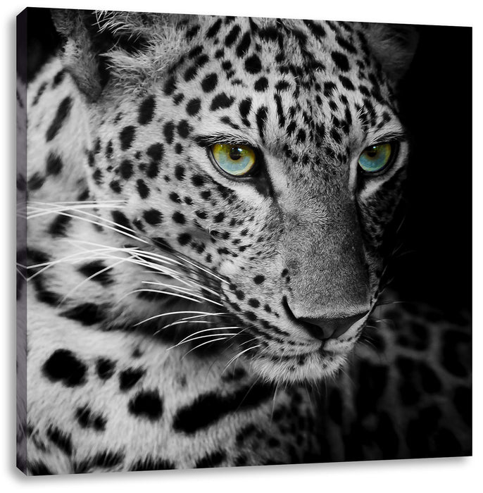 Leopardenkopf Leinwandbild Quadratisch
