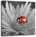 leuchtender Marienkäfer auf Blüte Leinwandbild Quadratisch