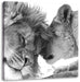 Bezauberndes kuschelndes Löwenpaar Leinwandbild Quadratisch