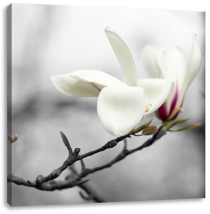 Magnolienblüten Leinwandbild Quadratisch