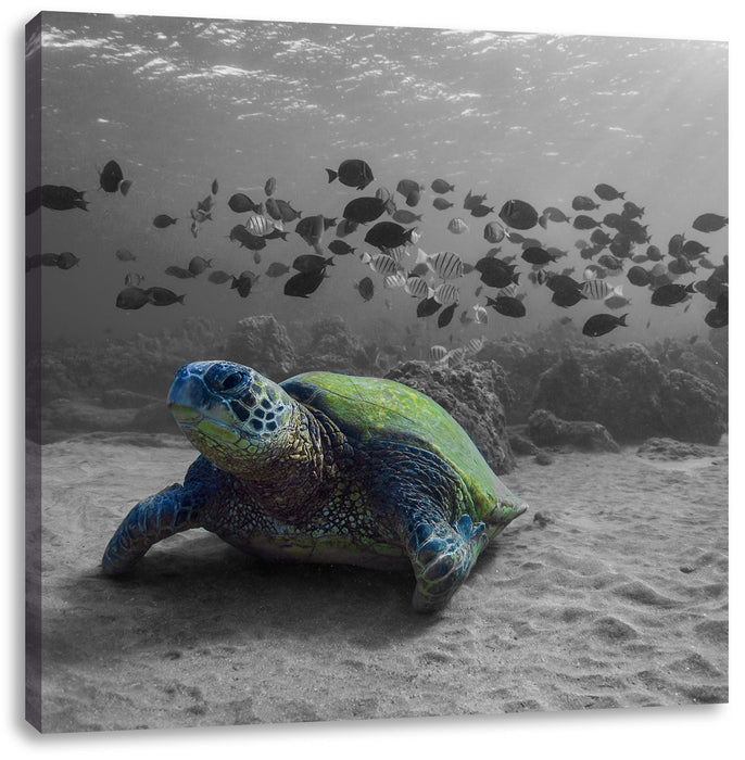 Schildkröte im Ozean Leinwandbild Quadratisch