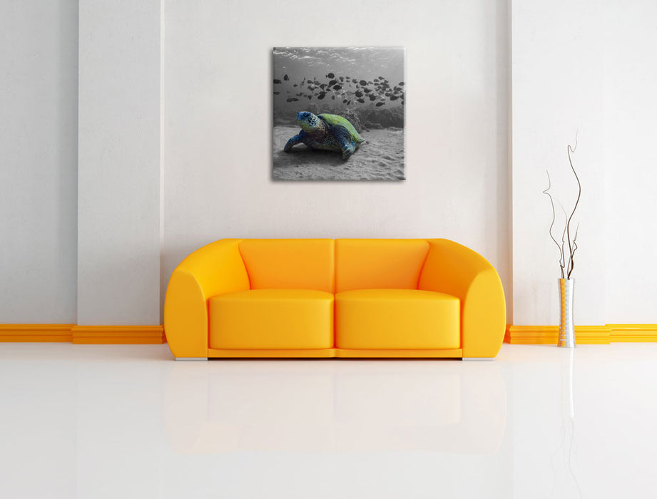 Schildkröte im Ozean Leinwandbild Quadratisch über Sofa
