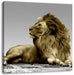 majestäischer Löwe auf Fels Leinwandbild Quadratisch