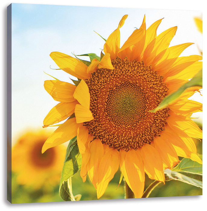 Sonnenblumenfeld SonnenblumeSonne Leinwandbild Quadratisch