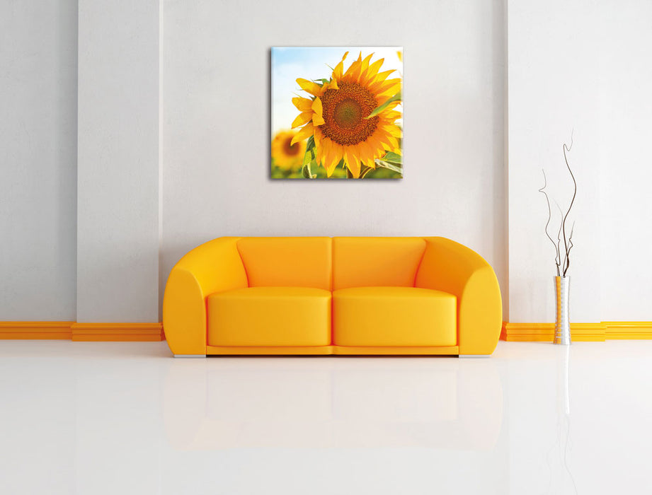 Sonnenblumenfeld SonnenblumeSonne Leinwandbild Quadratisch über Sofa