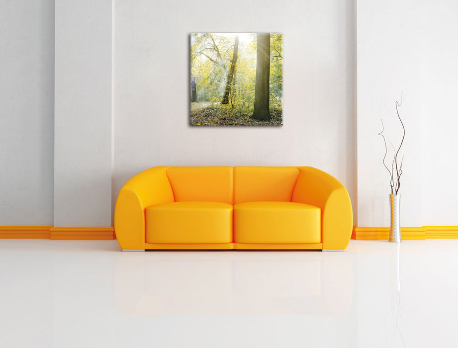 Sonnenstrahlen auf Waldlichtung Leinwandbild Quadratisch über Sofa