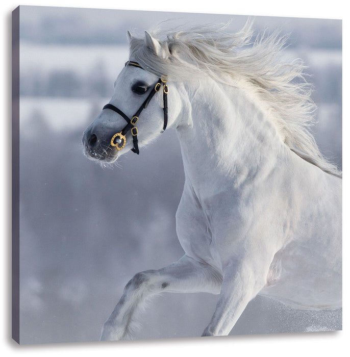 Weißes Pferd auf Schneewiese Leinwandbild Quadratisch