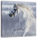 Weißes Pferd auf Schneewiese Leinwandbild Quadratisch