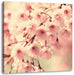 Kirschblüten Leinwandbild Quadratisch