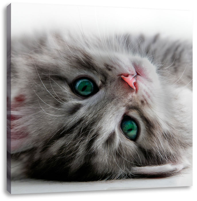 Süßes Katzenbaby Leinwandbild Quadratisch