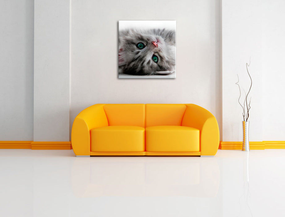 Süßes Katzenbaby Leinwandbild Quadratisch über Sofa