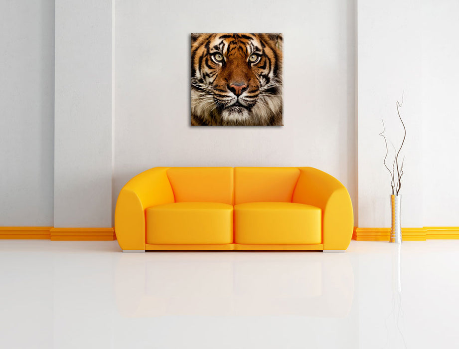 Aufmerksamer Tiger Leinwandbild Quadratisch über Sofa