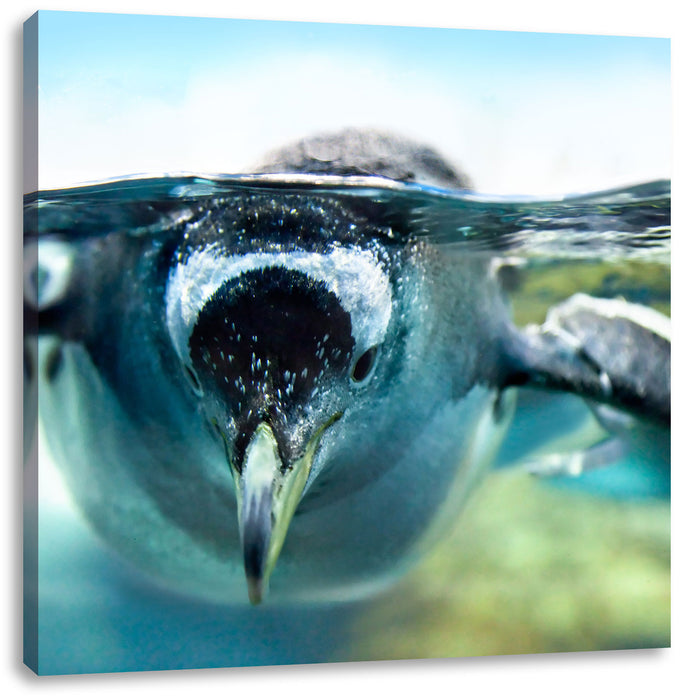 Pinguin im Wasser Leinwandbild Quadratisch