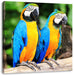 Zwei Papageien Leinwandbild Quadratisch