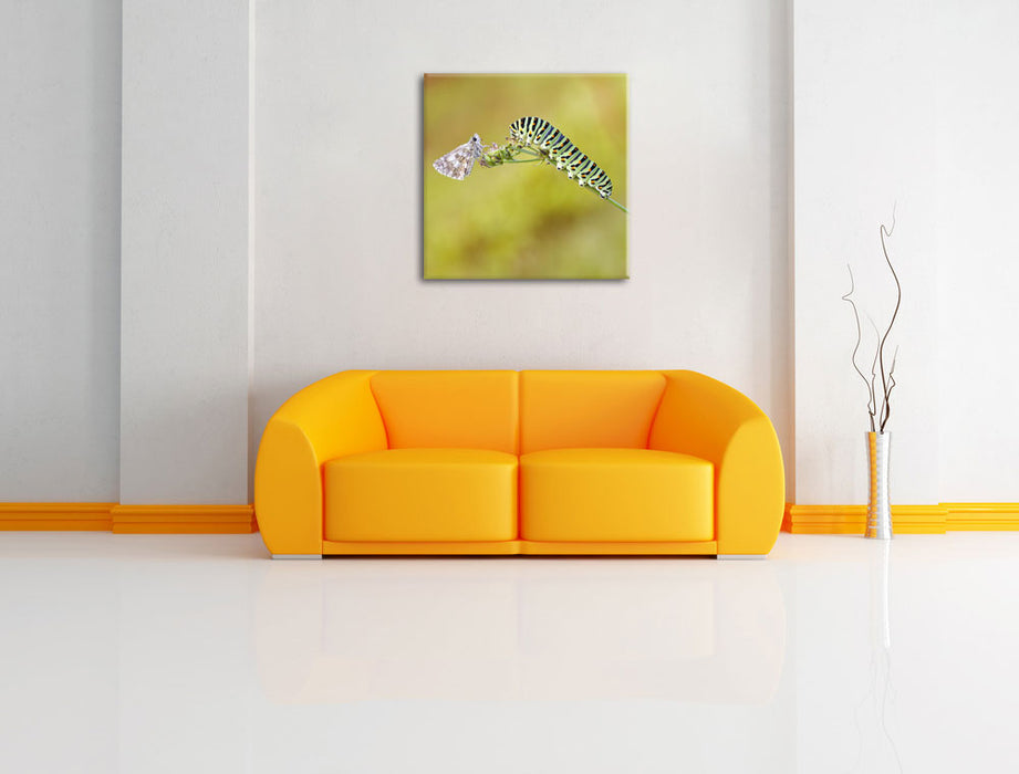 Schwalbenschwanzraupen und Falter Leinwandbild Quadratisch über Sofa