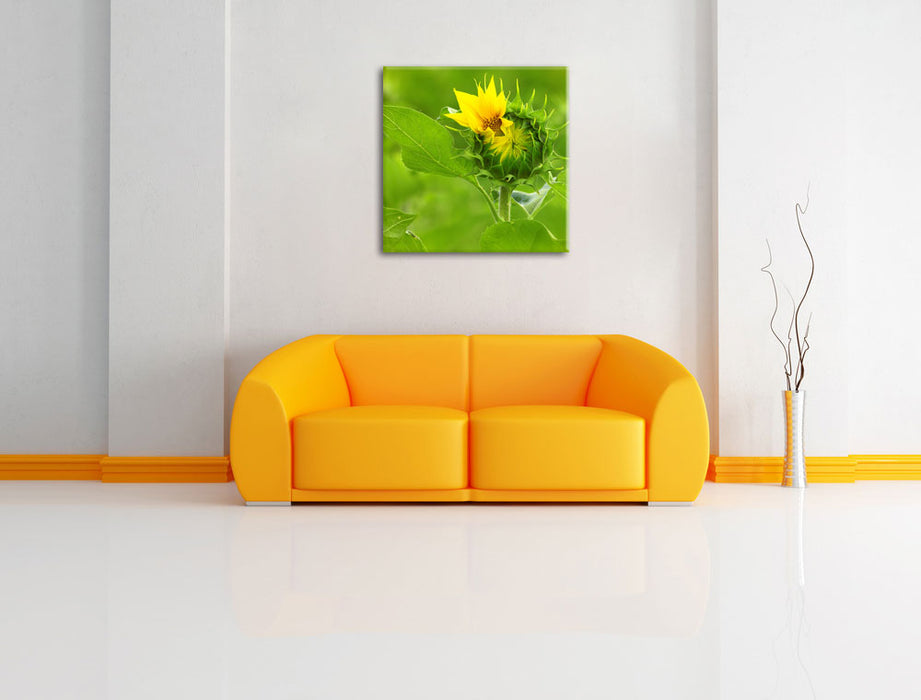 Aufblühende Sonnenblume Leinwandbild Quadratisch über Sofa