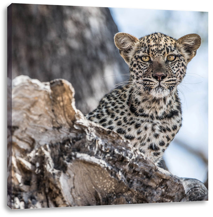 Leopardjunges auf Baum Leinwandbild Quadratisch