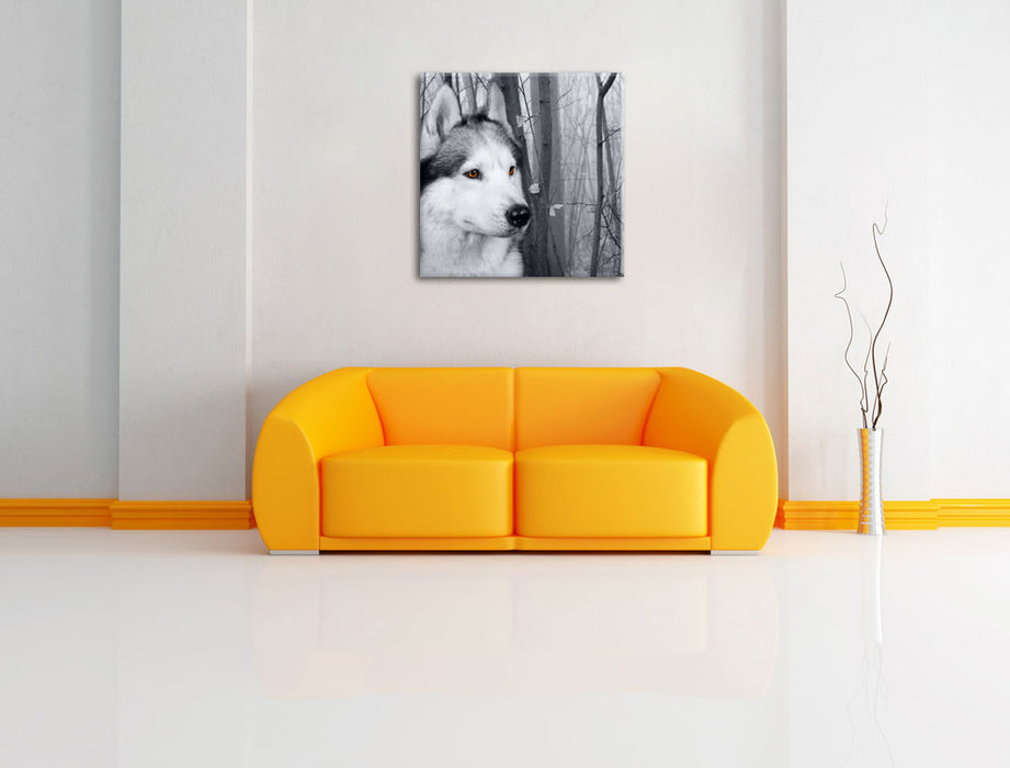 Wachsamer Husky Leinwandbild Quadratisch über Sofa