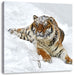 Amur Tiger im Schnee Leinwandbild Quadratisch