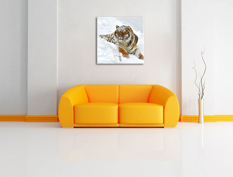 Amur Tiger im Schnee Leinwandbild Quadratisch über Sofa