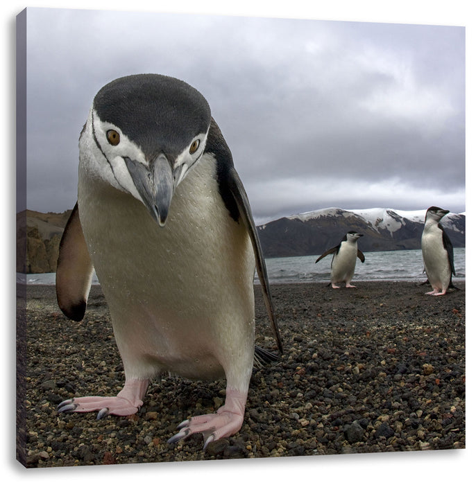 Lustige Pinguine Leinwandbild Quadratisch