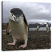 Lustige Pinguine Leinwandbild Quadratisch