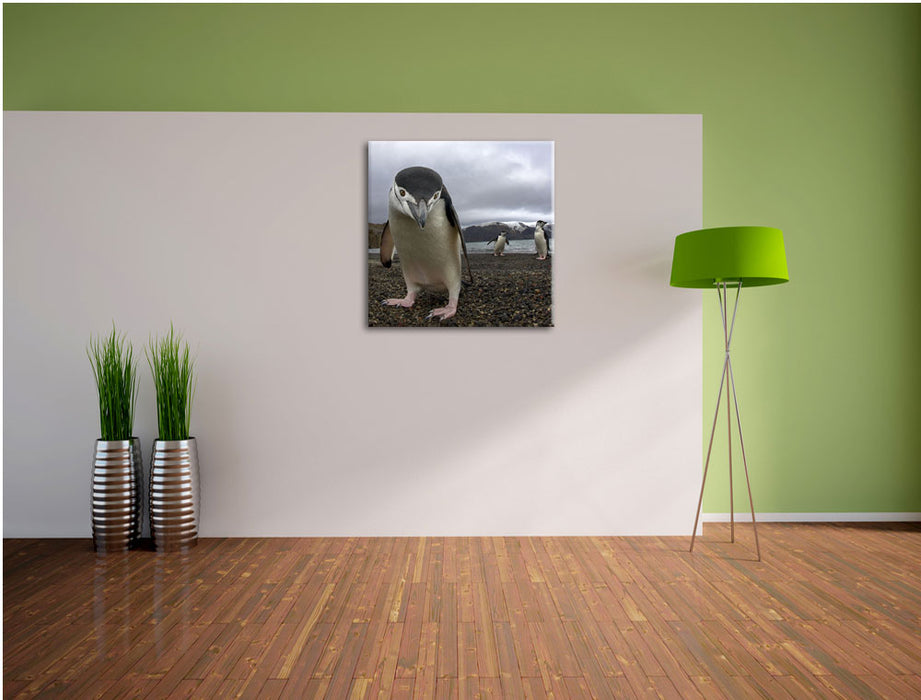 Lustige Pinguine Leinwand Quadratisch im Flur