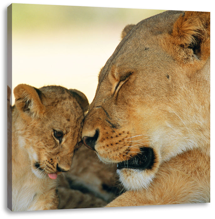 Löwenmutter schmusend mit Junges Leinwandbild Quadratisch