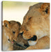 Löwenmutter schmusend mit Junges Leinwandbild Quadratisch