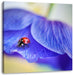 Marienkäfer auf lila Blüte Leinwandbild Quadratisch