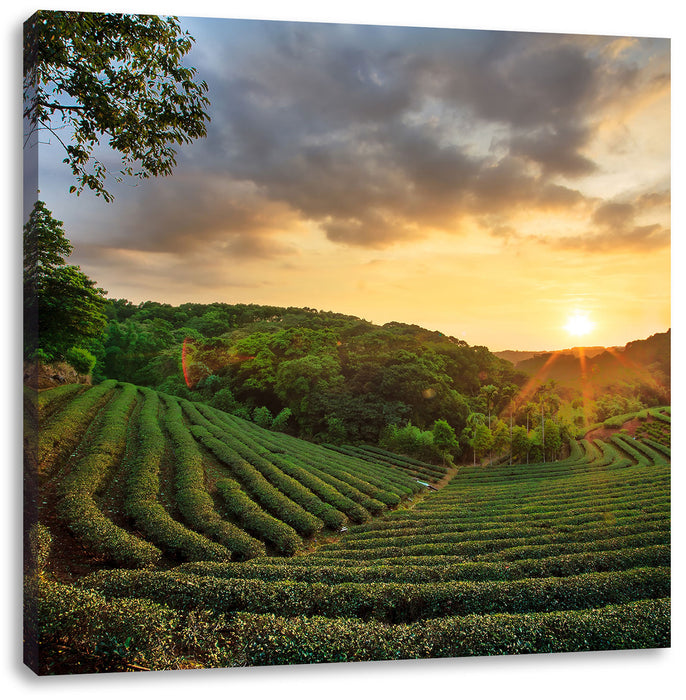 Teeplantage bei Sonnenuntergang Leinwandbild Quadratisch