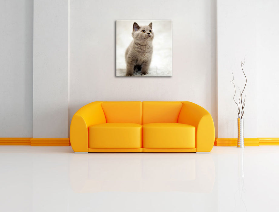 Niedliches Katzenbaby auf Teppich Leinwandbild Quadratisch über Sofa