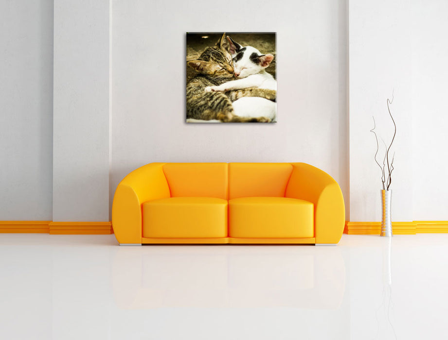 Liebende Käzchen Leinwandbild Quadratisch über Sofa