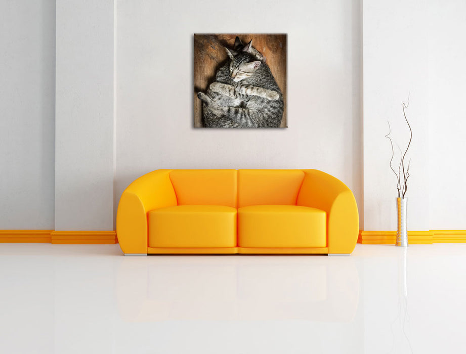 Kuschelnde Katzen Leinwandbild Quadratisch über Sofa
