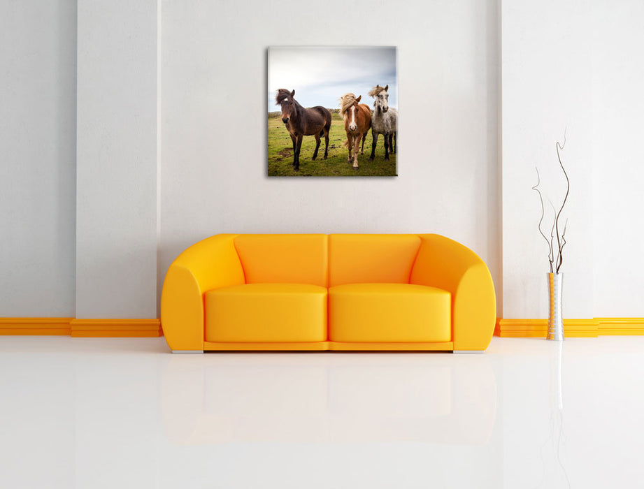 Drei wilde Islandpferde Leinwandbild Quadratisch über Sofa