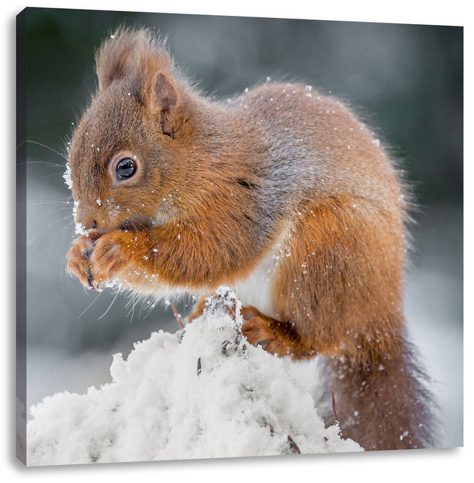 Kleines Eichhörnchen im Winter Leinwandbild Quadratisch