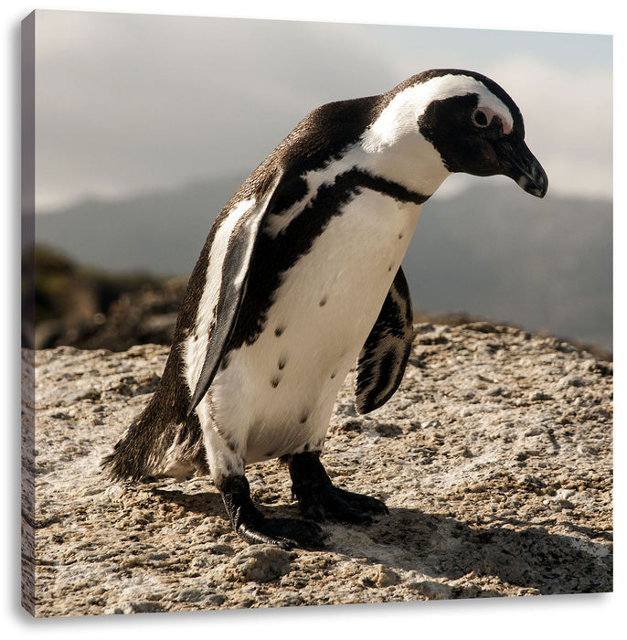 Afrikanischer Pinguin beobachtet Leinwandbild Quadratisch