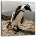 Afrikanischer Pinguin beobachtet Leinwandbild Quadratisch