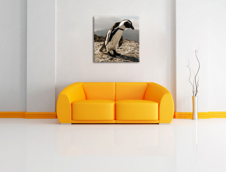 Afrikanischer Pinguin beobachtet Leinwandbild Quadratisch über Sofa