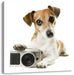 Niedlicher Hundewelpe mit Kamera Leinwandbild Quadratisch